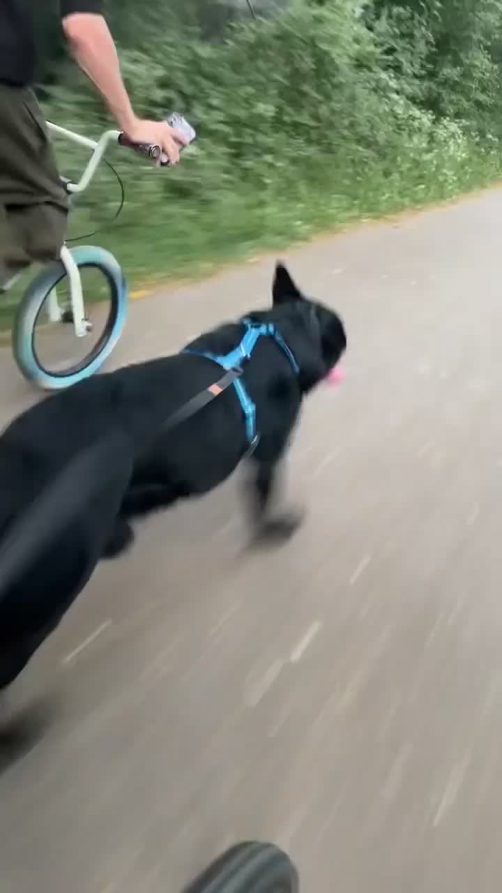 German Shepherd dogs for stud: Purebred GSD Male For *STUD*  in St Albans - Video 4