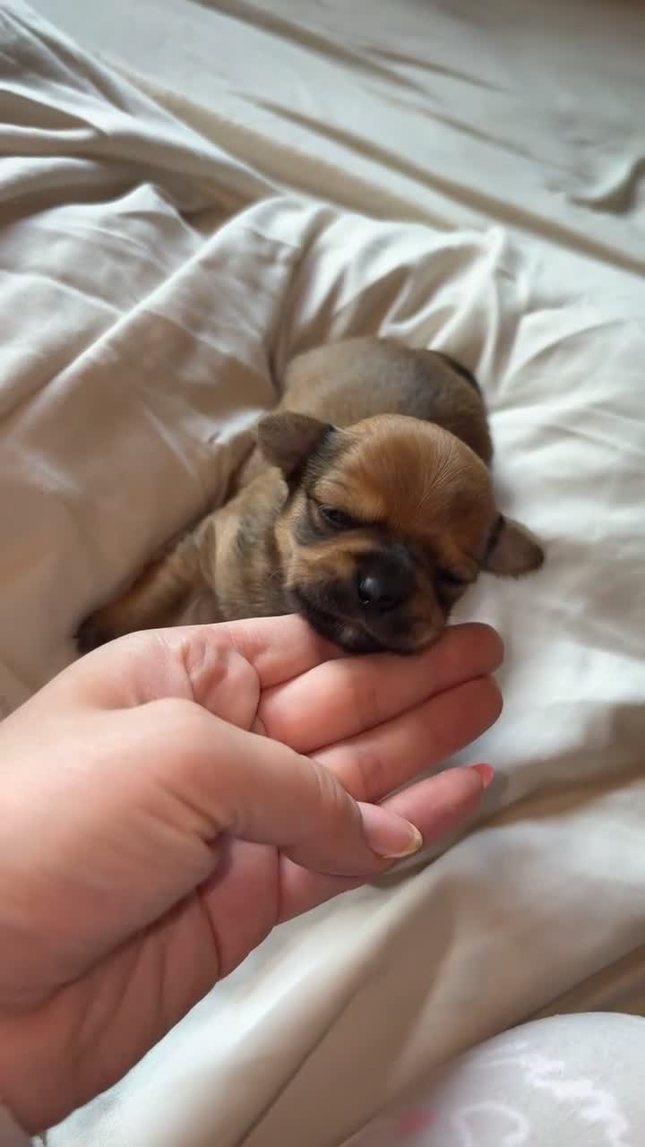 Chihuahua dogs for sale: Beautiful Chihuahua Puppies - Video 2
