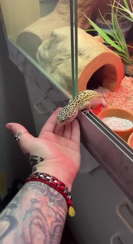 Gecko reptiles for sale: Leopard Gecko in Leamington Spa - Video 1