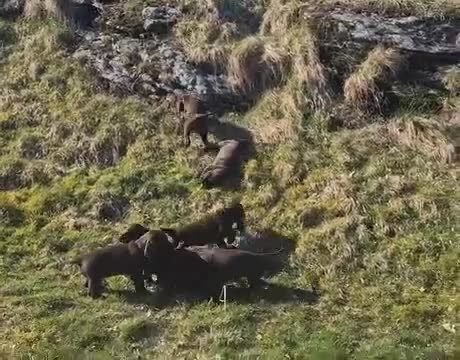 Field Spaniel dogs for sale: F2 Field Pups Cute & Ready for Their New Families  in Dover - Video 1