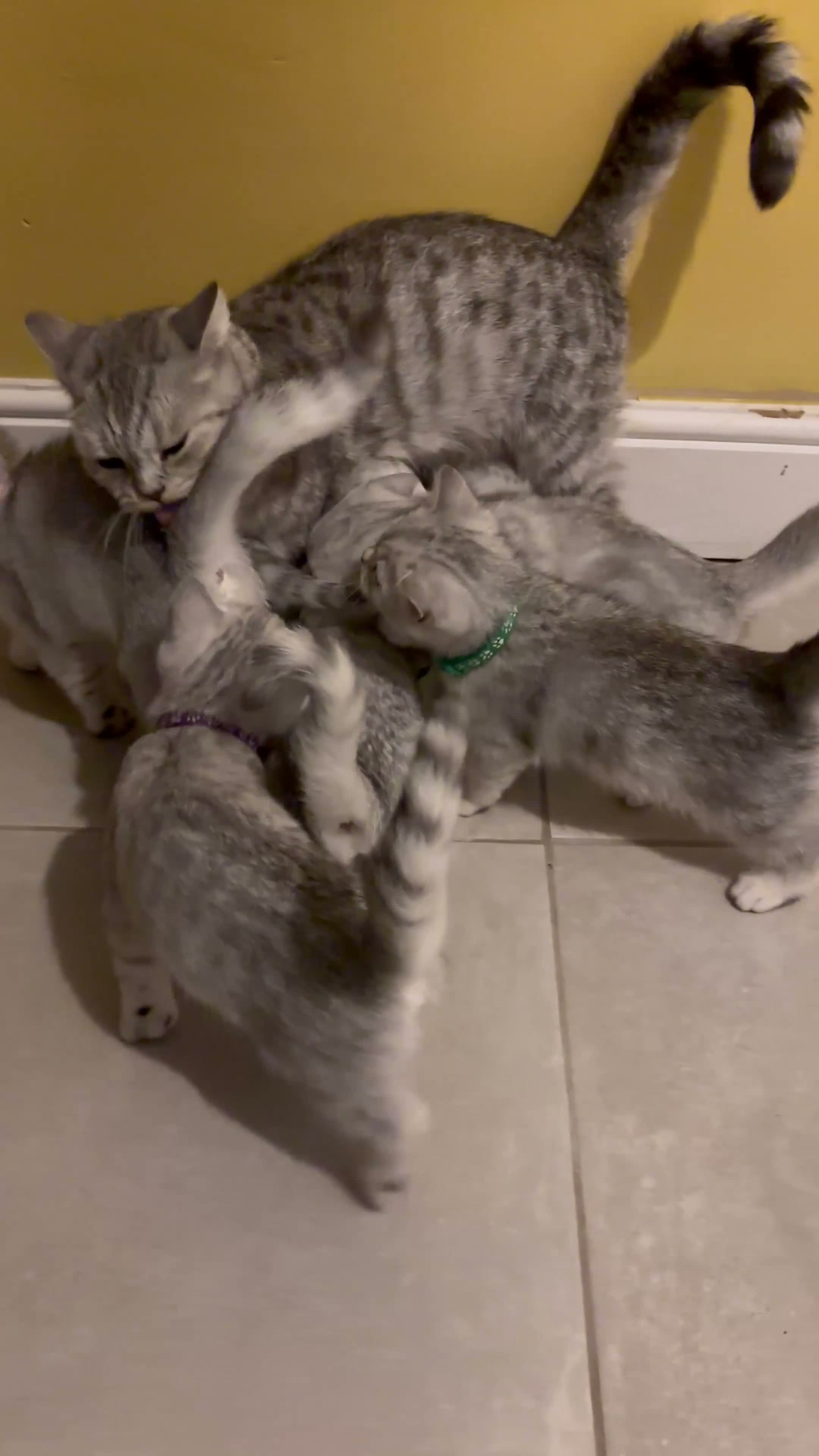 British Shorthair cats for sale: READY NOW! BRITISH SHORTHAIR KITTENS - Video 1