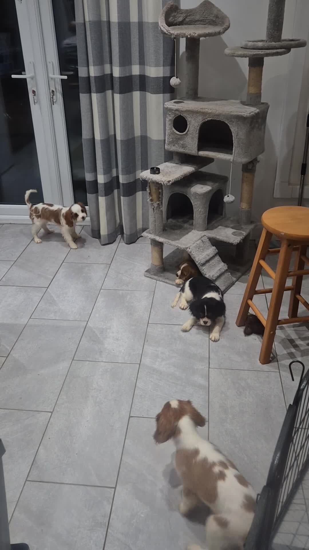 Cavalier King Charles Spaniel dogs for sale: Fully vaccinated & ready for his forever home - Video 1