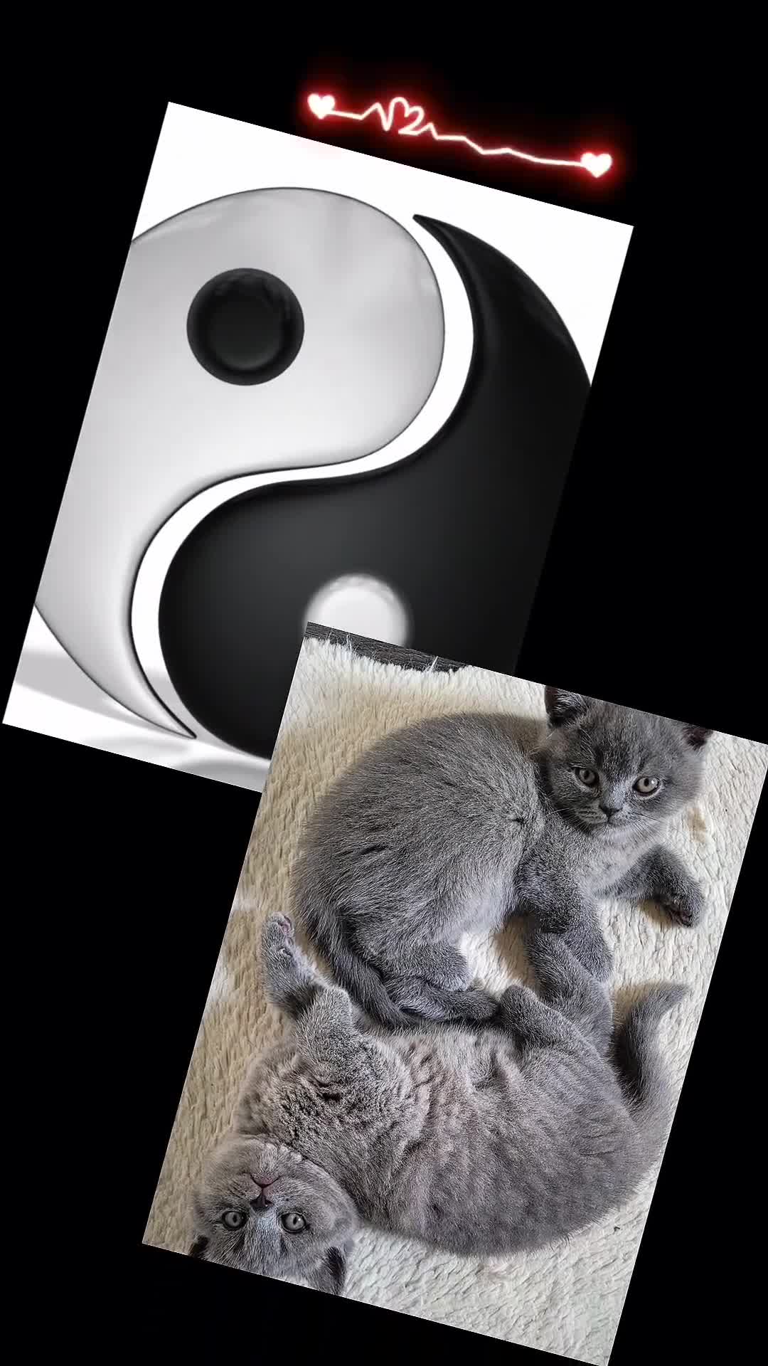 British Shorthair cats for sale: Full pedigree TICA BSH - Video 1