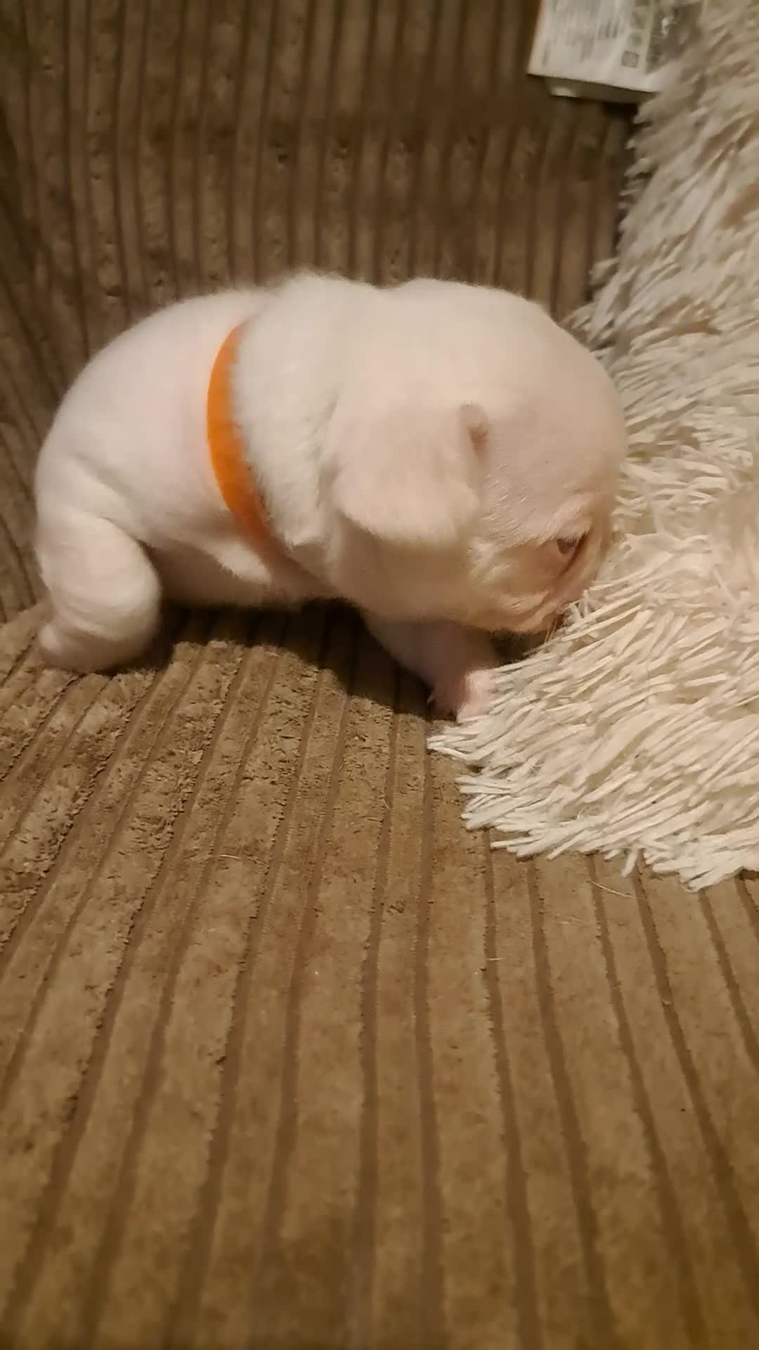 French Bulldog dogs for sale: One pink male french bulldog left  - Video 2