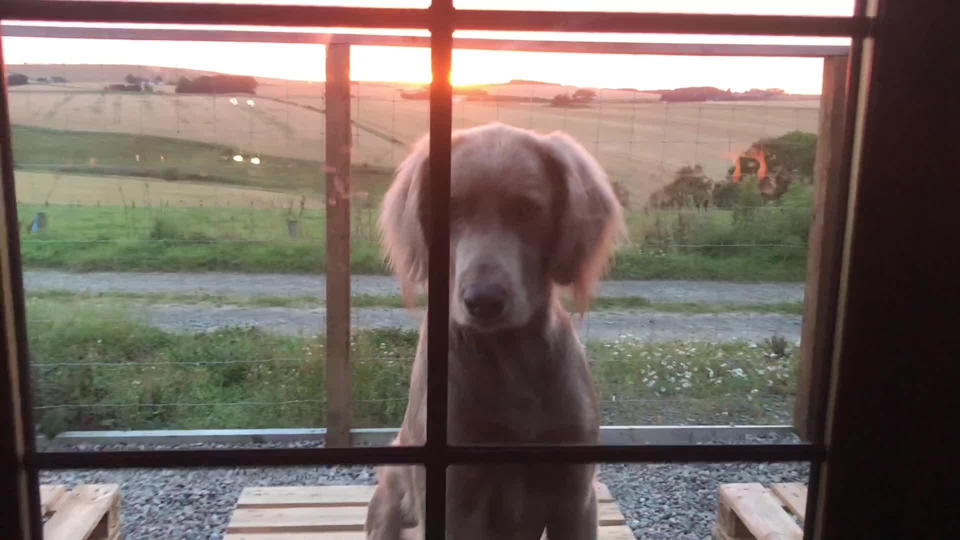 Weimaraner dogs for stud: LongHair Weim.kC Reg & DNA tested.Proven.N/E Scotl in Turriff - Video 4