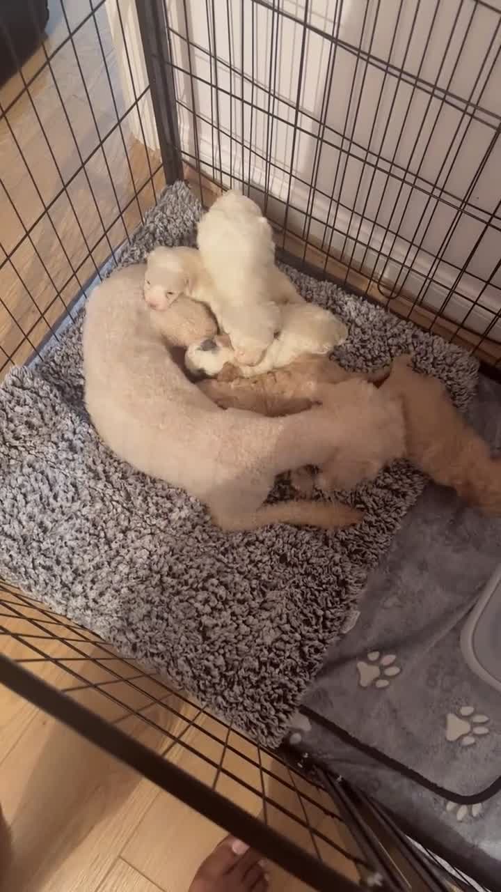 Mixed Breed dogs for sale: Stunning Toy Breed Shihpoo x Poochon - Video 5