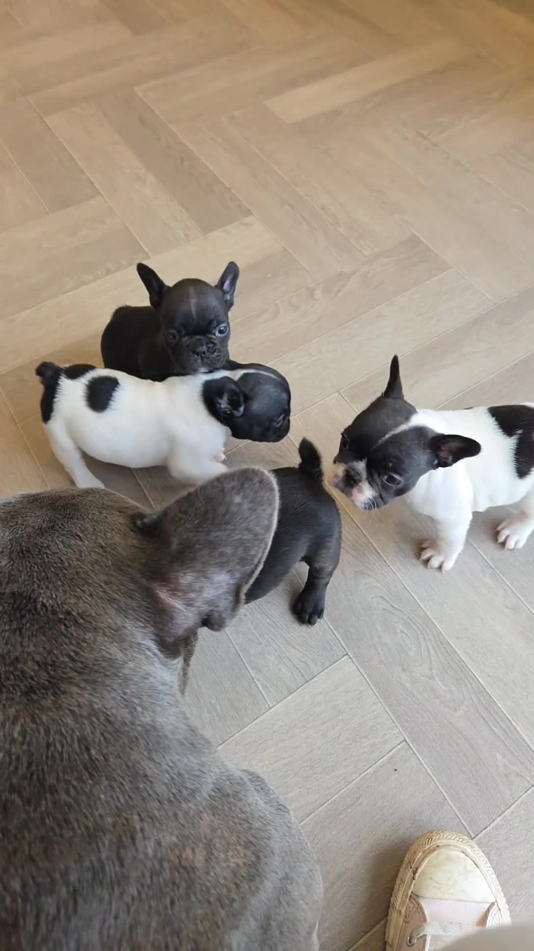 French Bulldog dogs for sale: French bulldog puppies  - Video 1