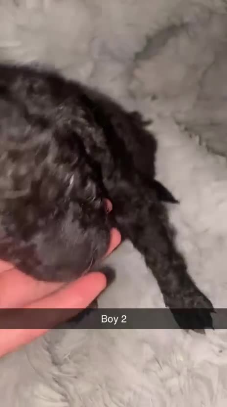 Mixed Breed dogs for sale: 4 chunky colliedoors - Video 3