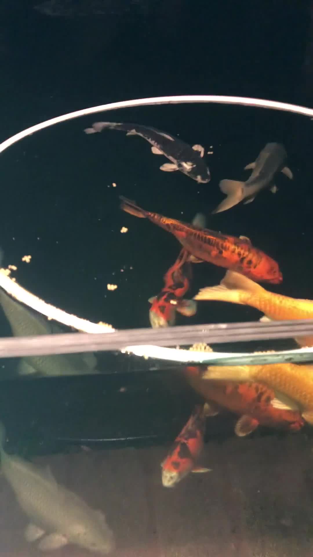 Koi Carp fish for sale: Japanese orenji ogon  in Coventry - Video 1