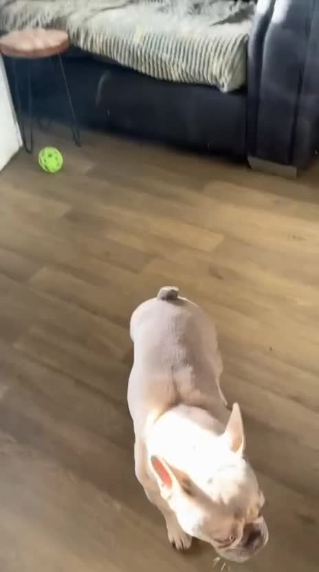 French Bulldog dogs for sale: French Bulldog - Video 1