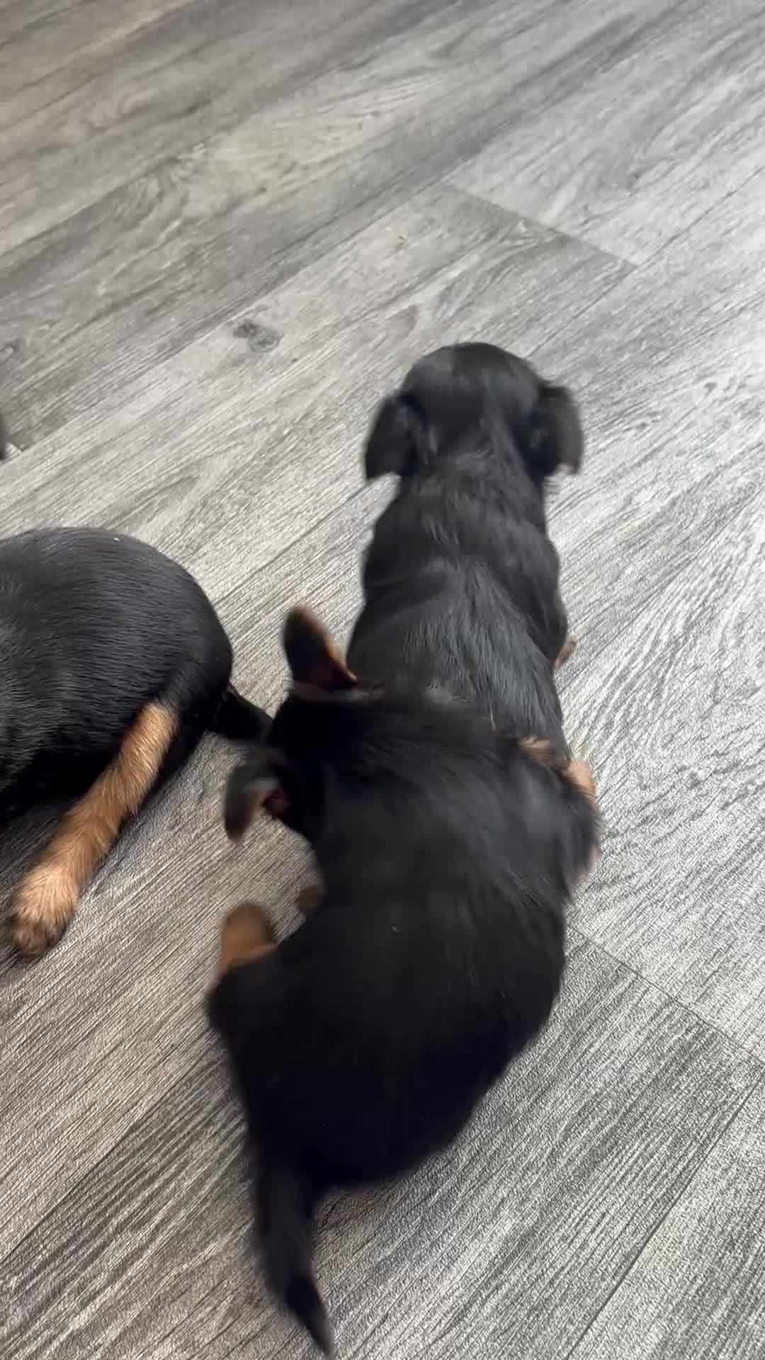 Yorkshire Terrier dogs for sale: Beautiful Yorkshire terrier puppies 🐶  in Poole - Video 1