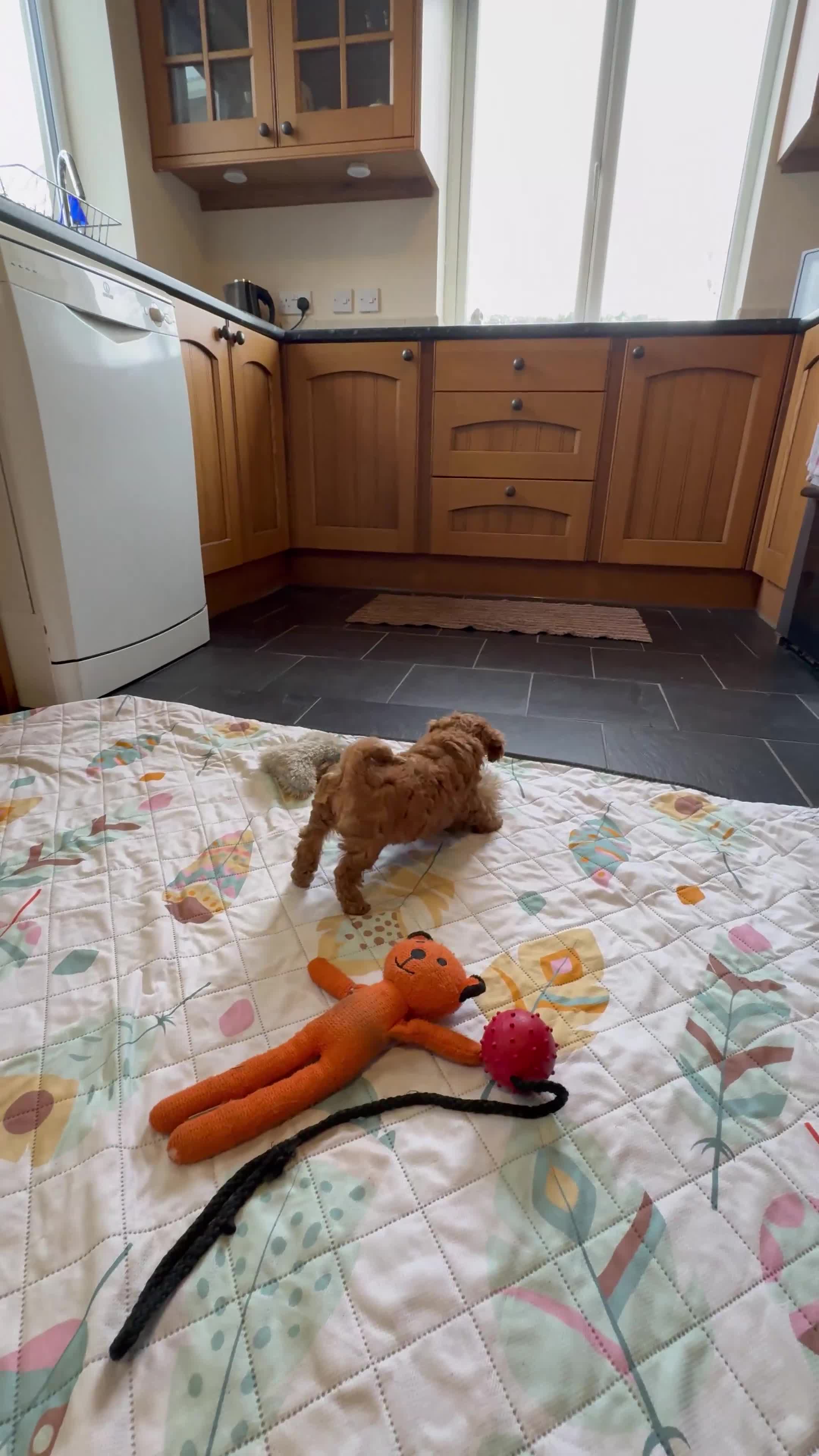 Toy Poodle dogs for sale: ⭐️ Licensed Breeder ⭐️ Toy Poodle Puppies  - Video 1