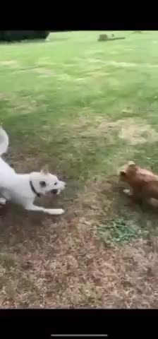 Mixed Breed dogs for adoption: SHILOH-happy girl/loving family dog/playful/social - Video 1