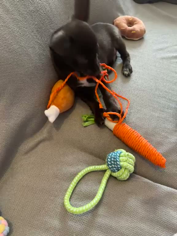 Chihuahua dogs for sale: Beautiful Chihuahua Boy for Sale - Video 4