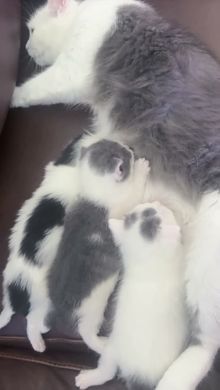 Mixed Breed cats for sale: 2 girls and one boy in Boston - Video 1