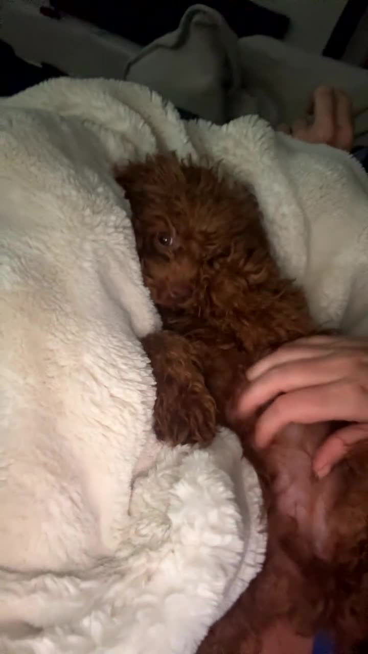 Miniature Poodle dogs for sale: Toy Asian poodle girl  - Video 1