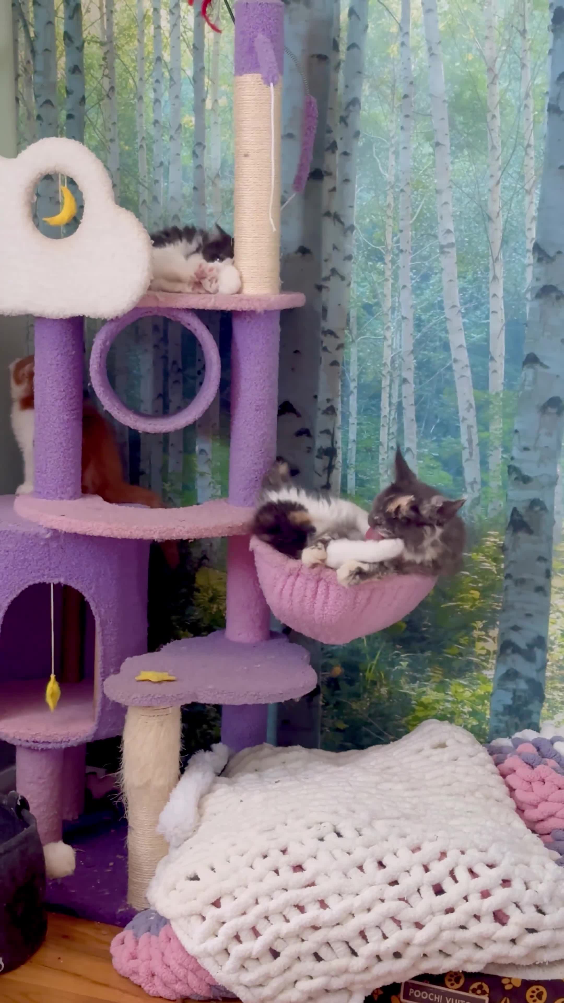 Maine Coon cats for sale: Stunning MaineCoon Kitten–Champion Bloodline - Video 1