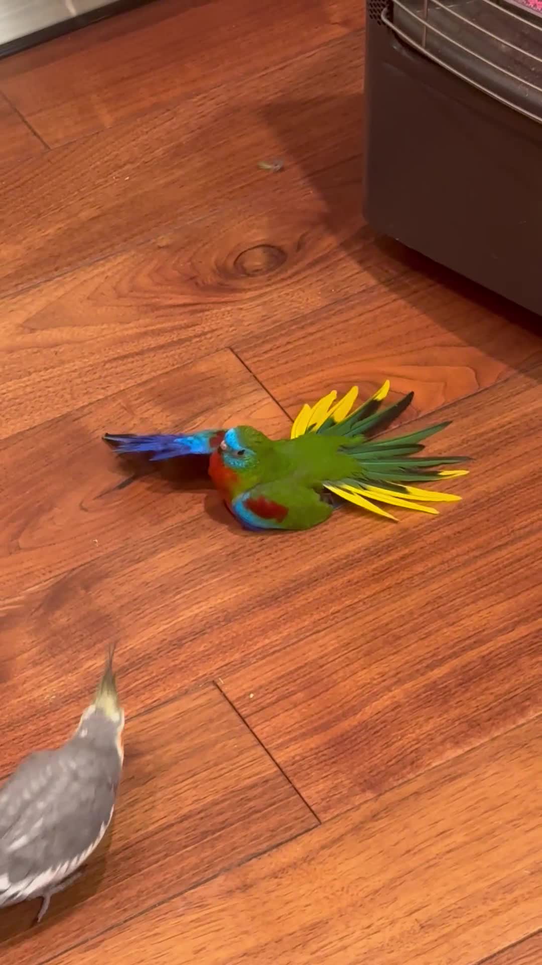 Parakeets birds for sale: Turqoisine parakeet - Video 2