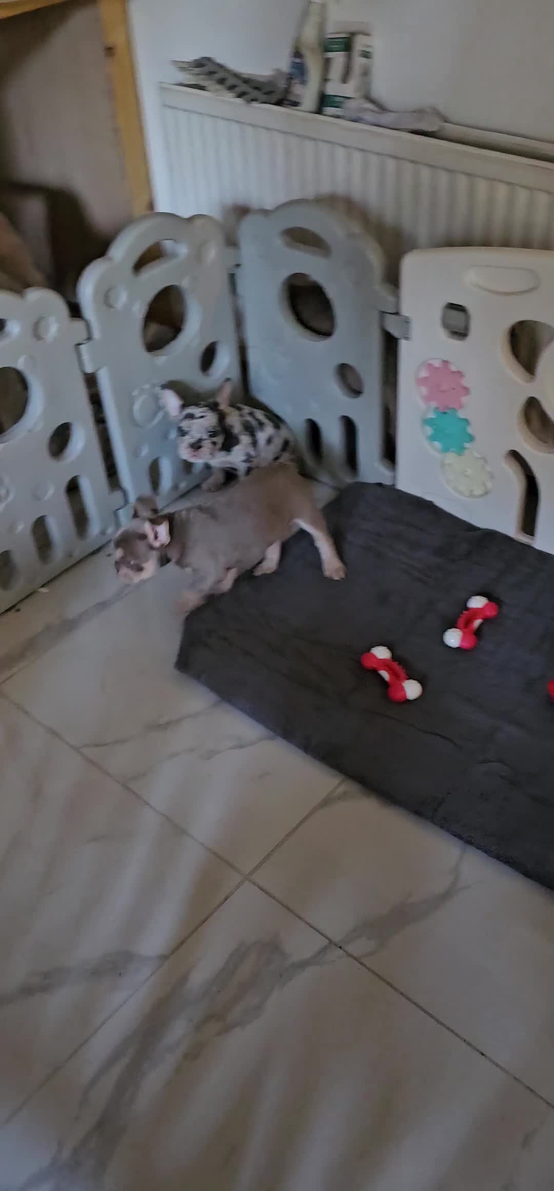 Mixed Breed dogs for sale: Micro exotic,s. - Video 2