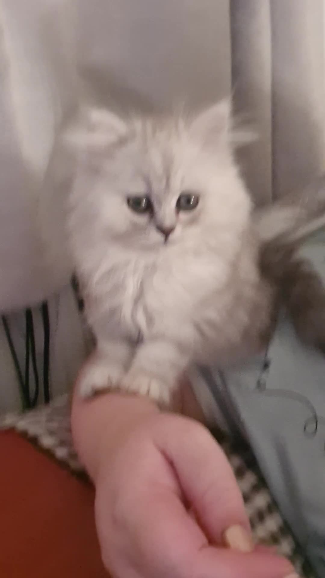 Persian cats for sale: LAST BOY! Persian chinchilla kittens - Video 2