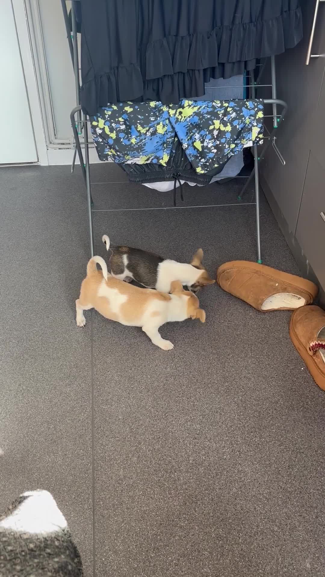 Pomchi dogs for sale: Pomchi puppies - Video 1