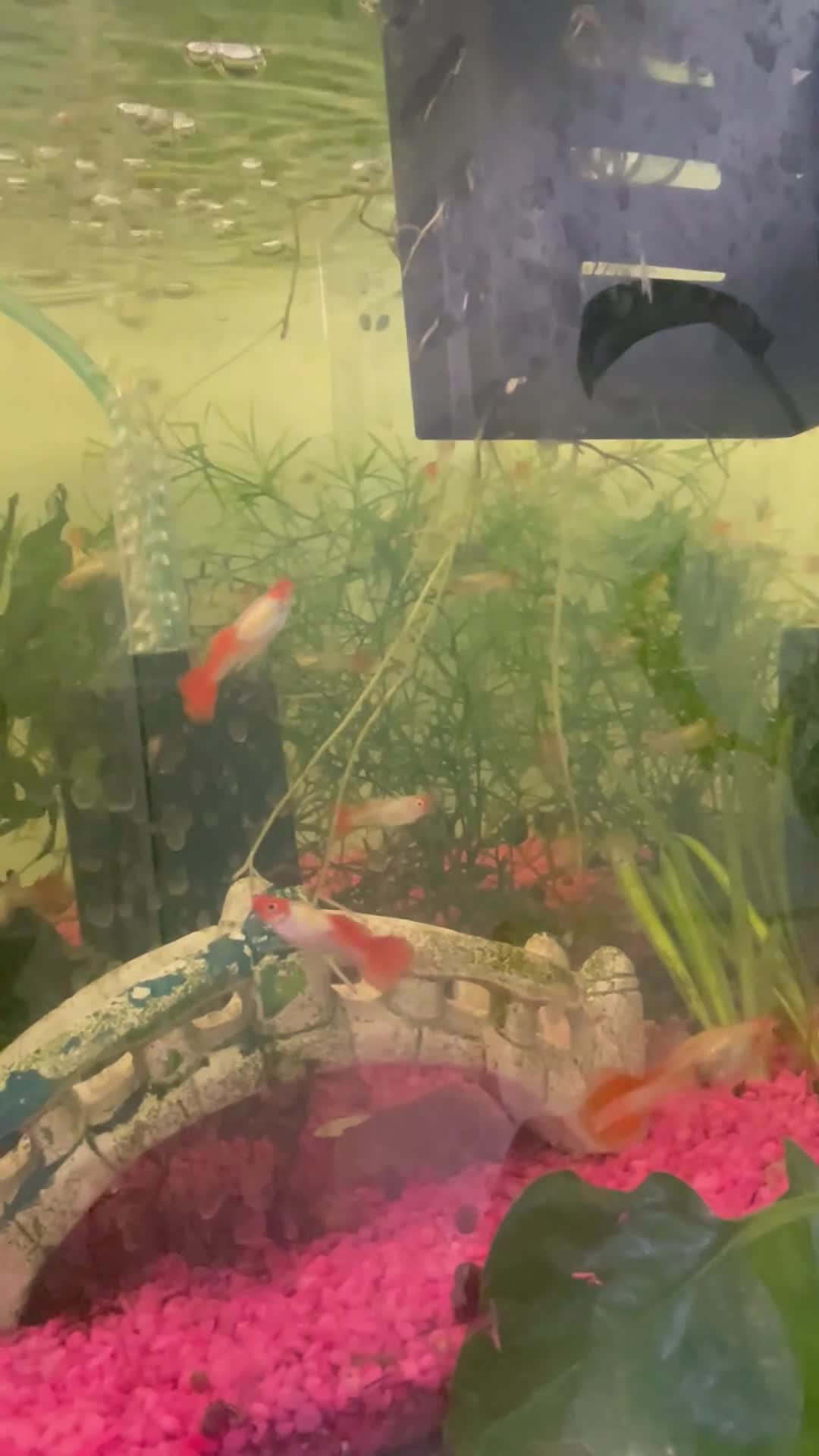 Live Bearers fish for sale: Guppies / cichlid / shrimps/ snails  - Video 2