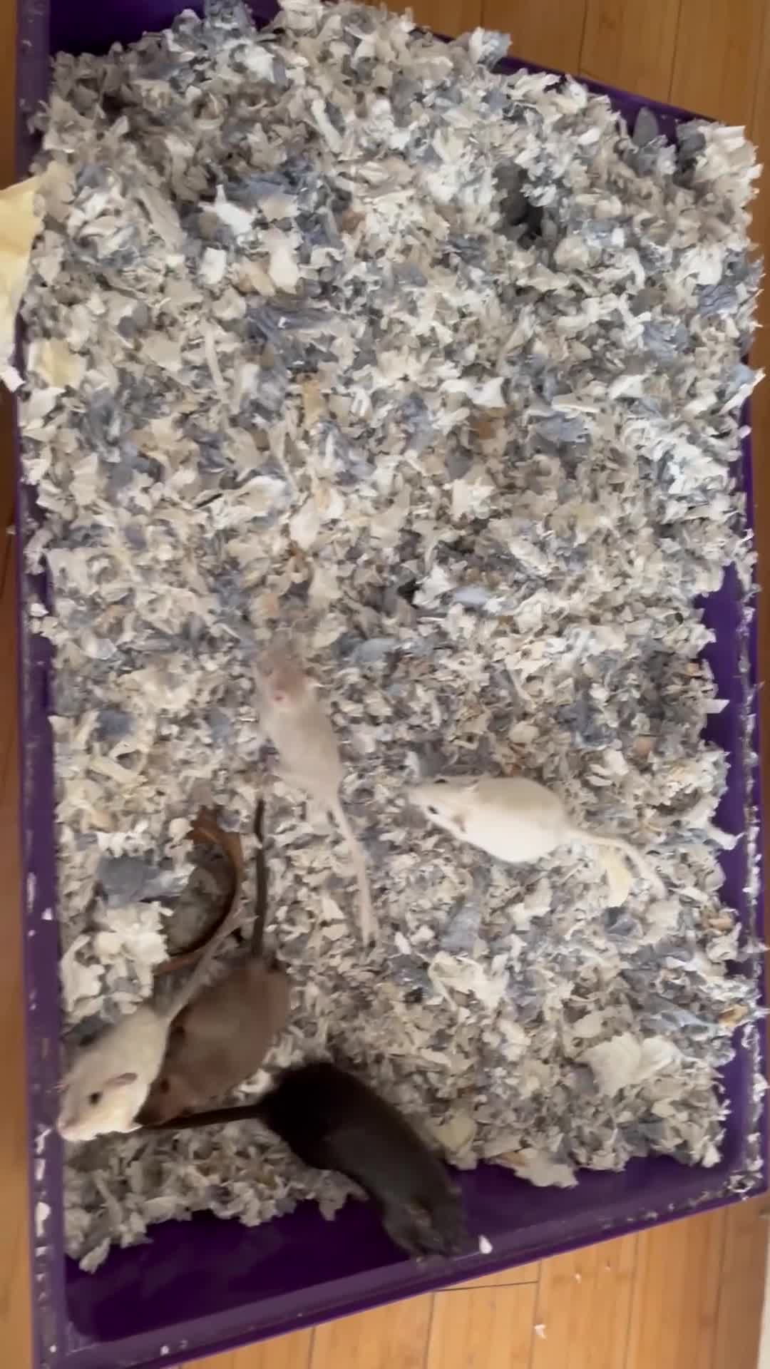 Gerbil rodents for sale: 10 gerbils for sale, in LONDON - Video 1