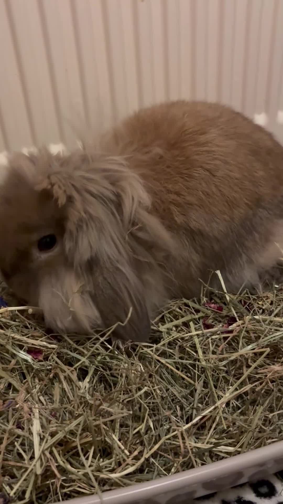Lionhead rabbits for sale: lottie the lionhead - Video 1