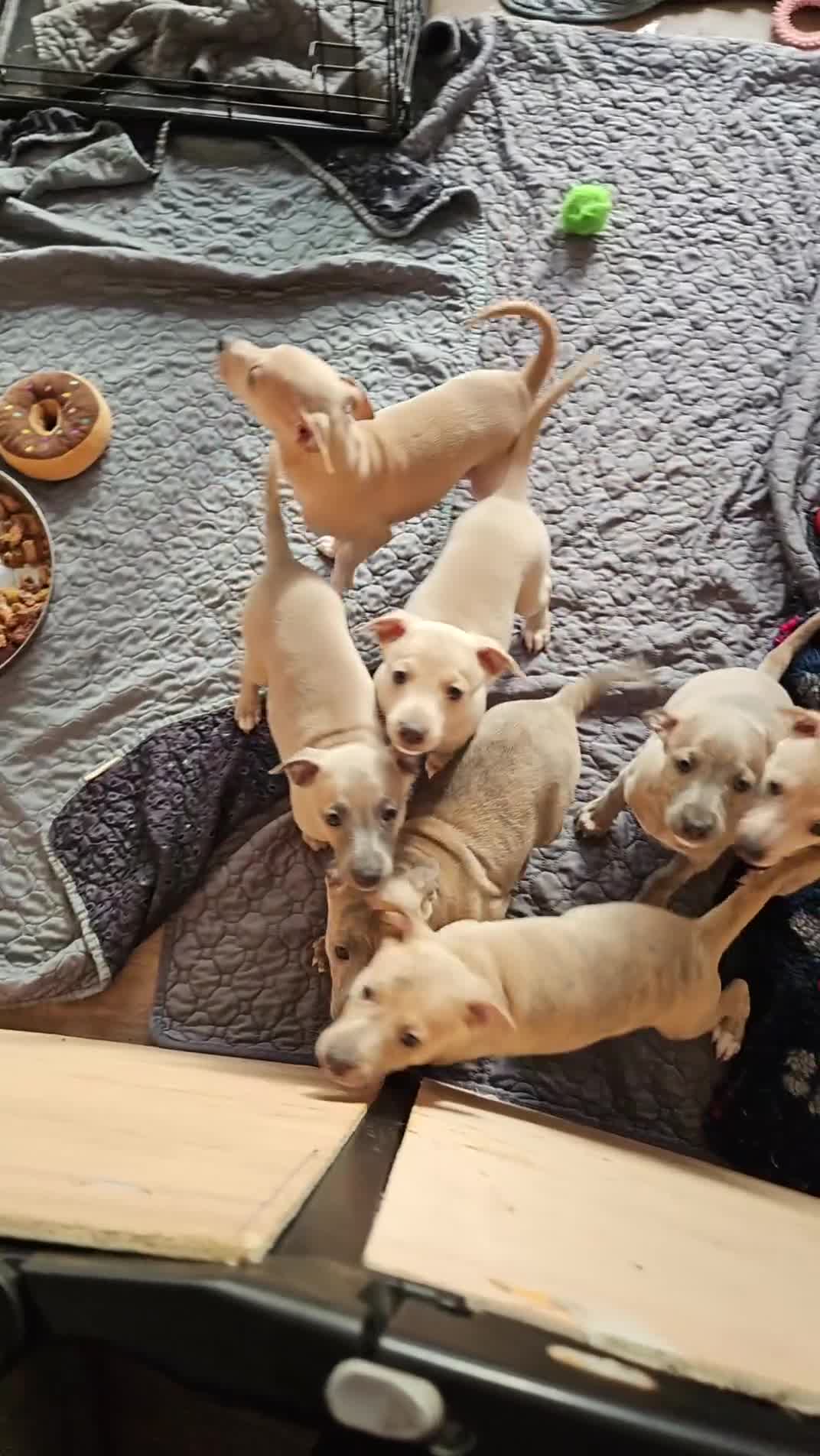 Whippet dogs for sale: ✨🐾 Gorgeous KC Registered Whippet puppies  🐾✨  - Video 2