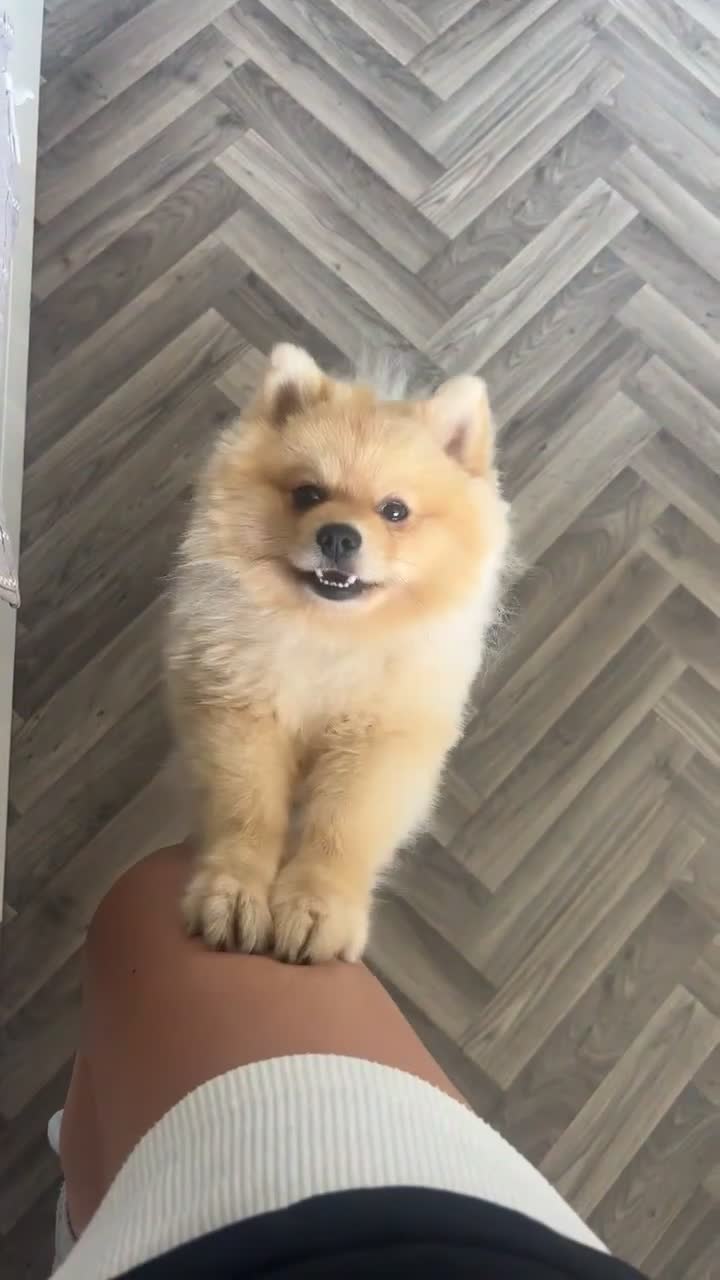 Pomeranian dogs for sale: Milo the Pom (please read description) - Video 5