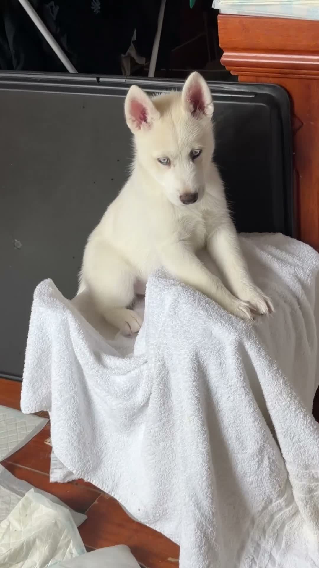 Siberian Husky dogs for sale: Beautiful puppies  - Video 1