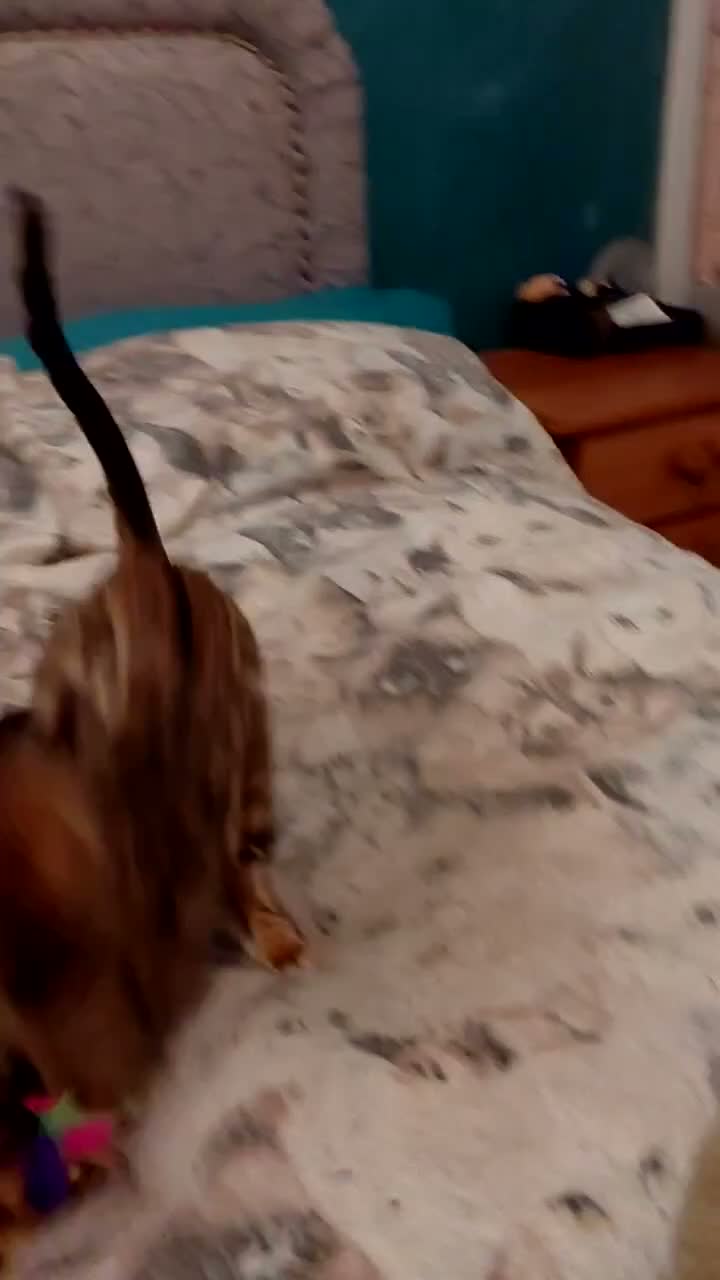 Bengal cats for sale: Female glitter Bengal for sale - Video 1