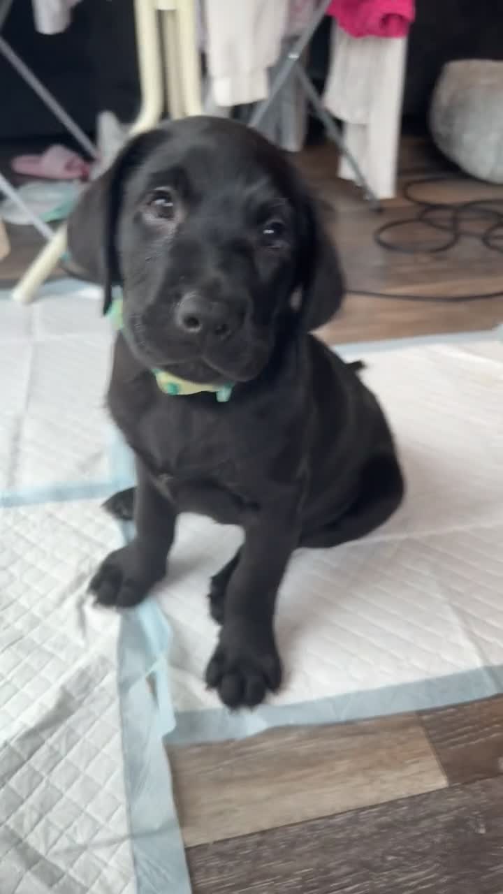 Labrador Retriever dogs for sale: labour retriever puppy  - Video 3