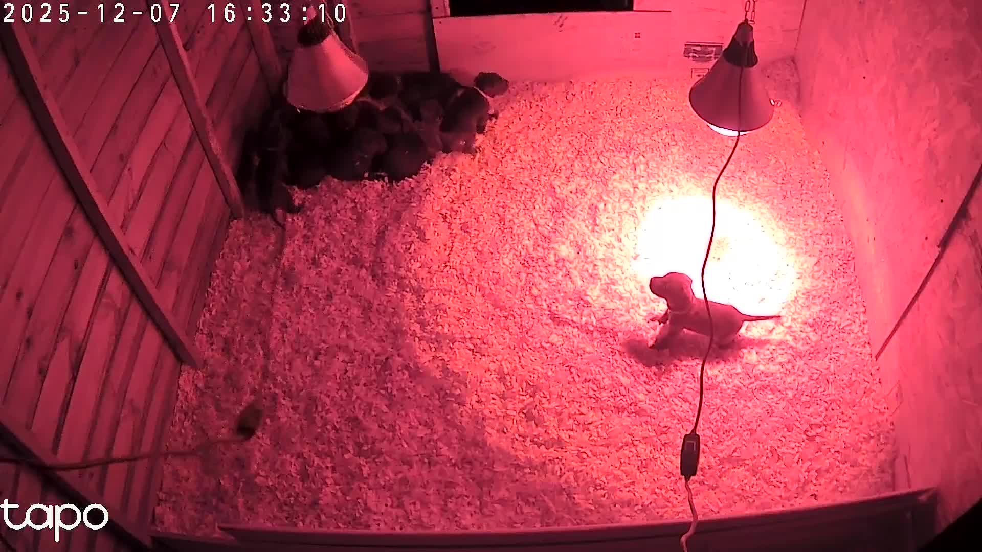 Cane Corso dogs for sale: Cane corso puppies - Video 1