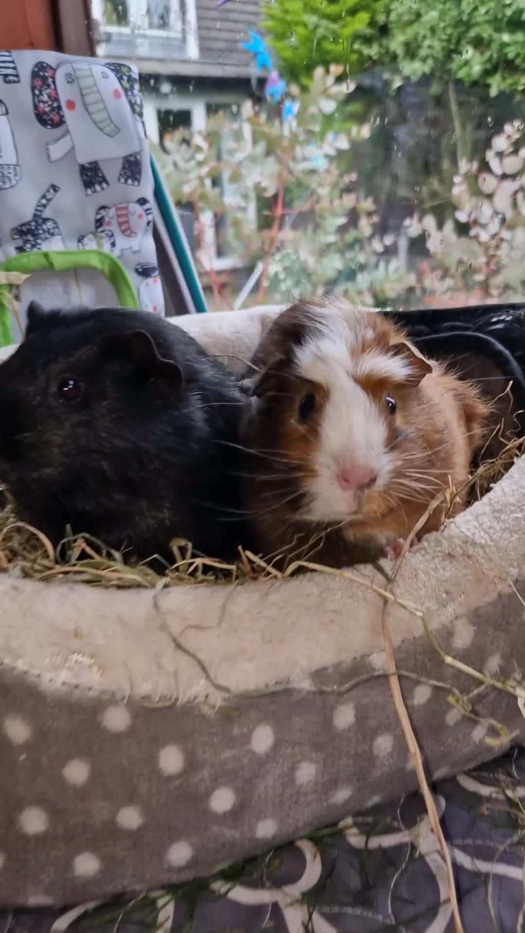 Guinea Pig rodents for sale: Beautiful American smooth coat  - Video 3