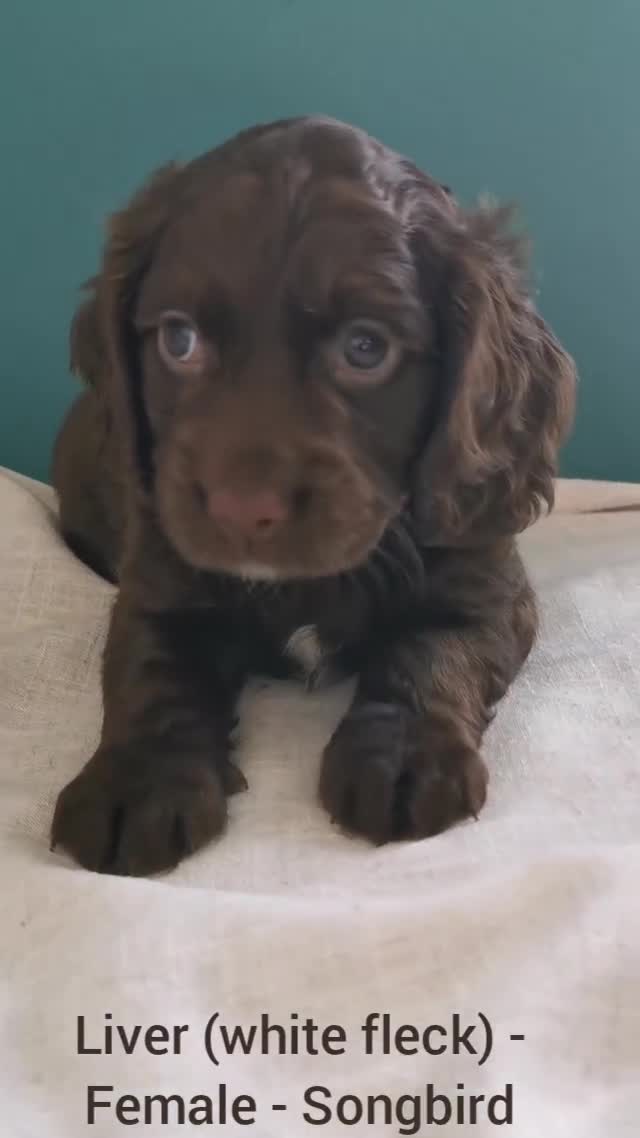 Cocker Spaniel dogs for sale: FTCH Pedigree Working Cocker Spaniels  - Video 1