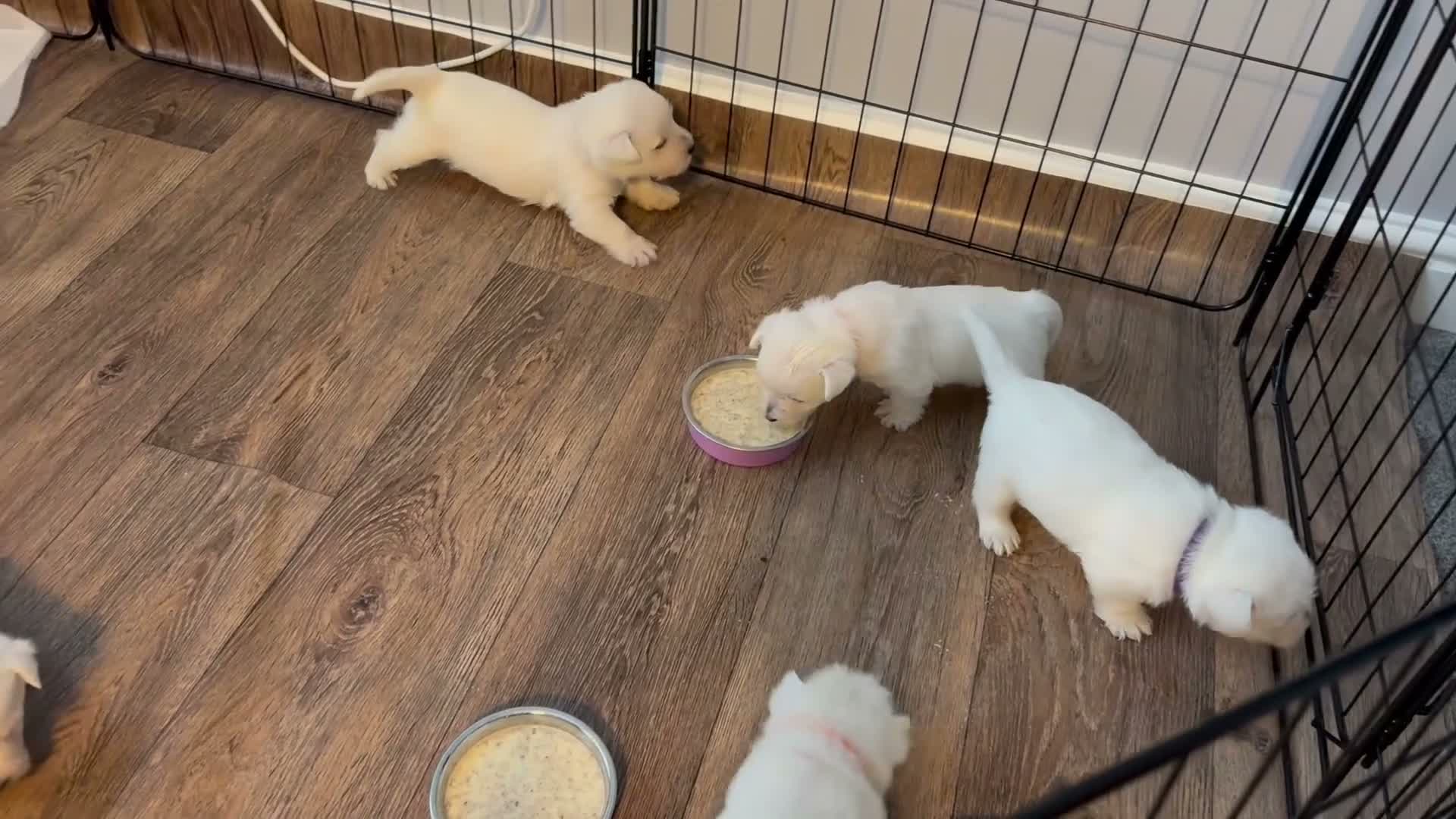 West Highland Terrier dogs for sale: 3 Boys and 2 Girl West Highland Terriers - Video 1
