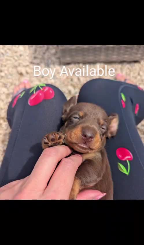 Miniature Dachshund dogs for sale: Ethically Bred Superior Health Tested Miniatures - Video 5
