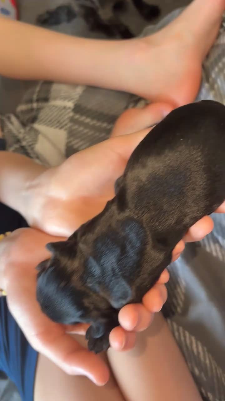 Cocker Spaniel dogs for sale: Cocker spaniel pups in Harlow - Video 2