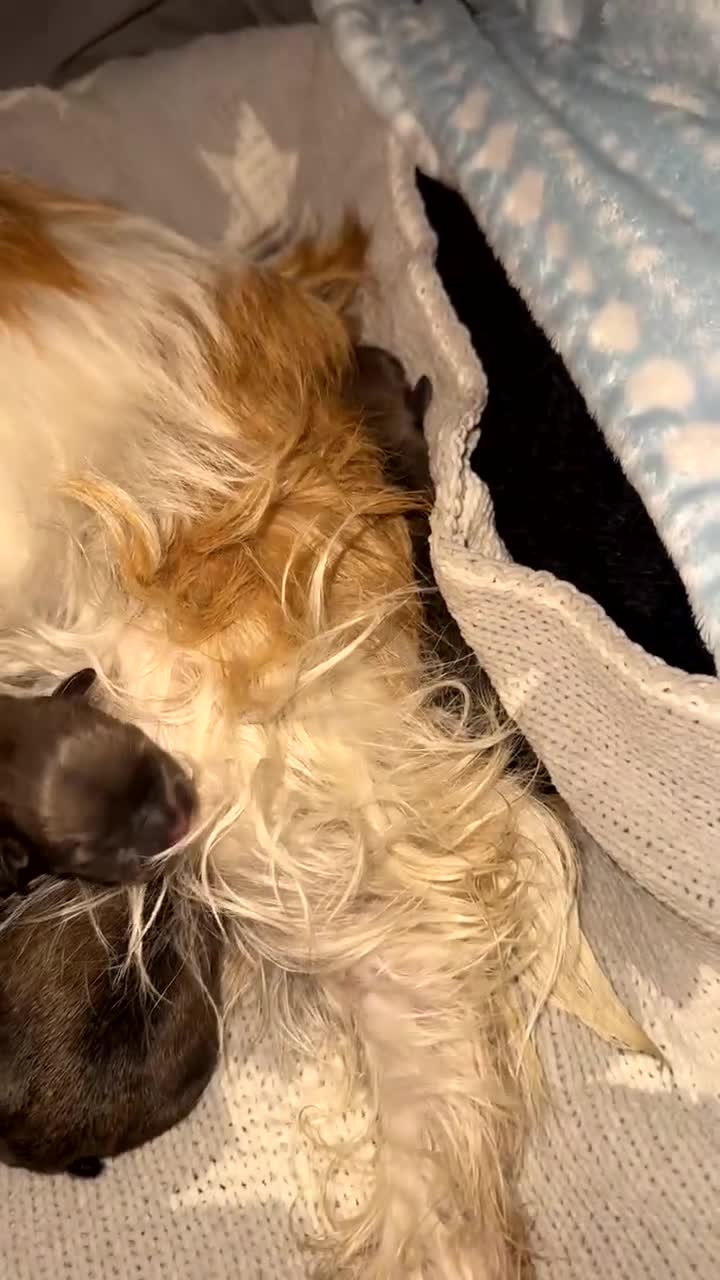 Mixed Breed dogs for sale: Pug Shih Tzu x French bulldog  - Video 1