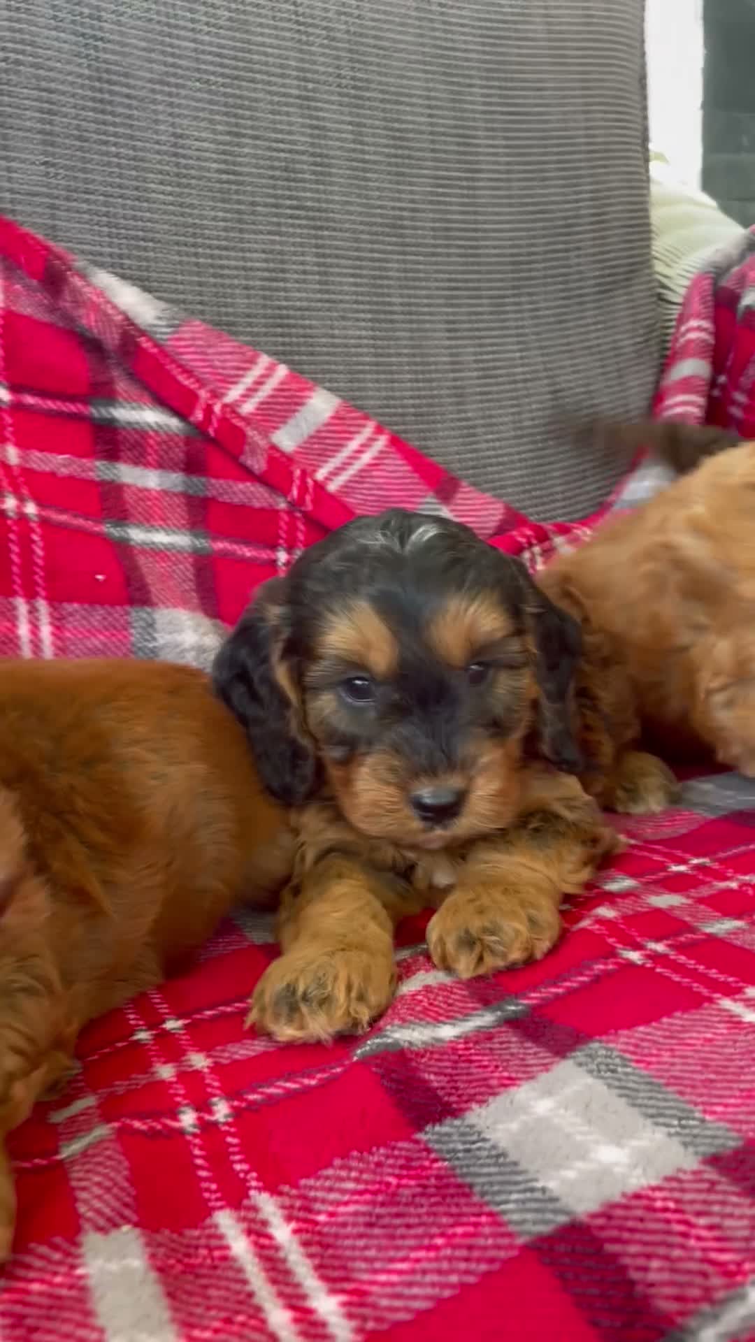 Cockapoo dogs for sale: F1 MINIATURE SHOW TYPE COCKAPOO PUPPIES  - Video 2