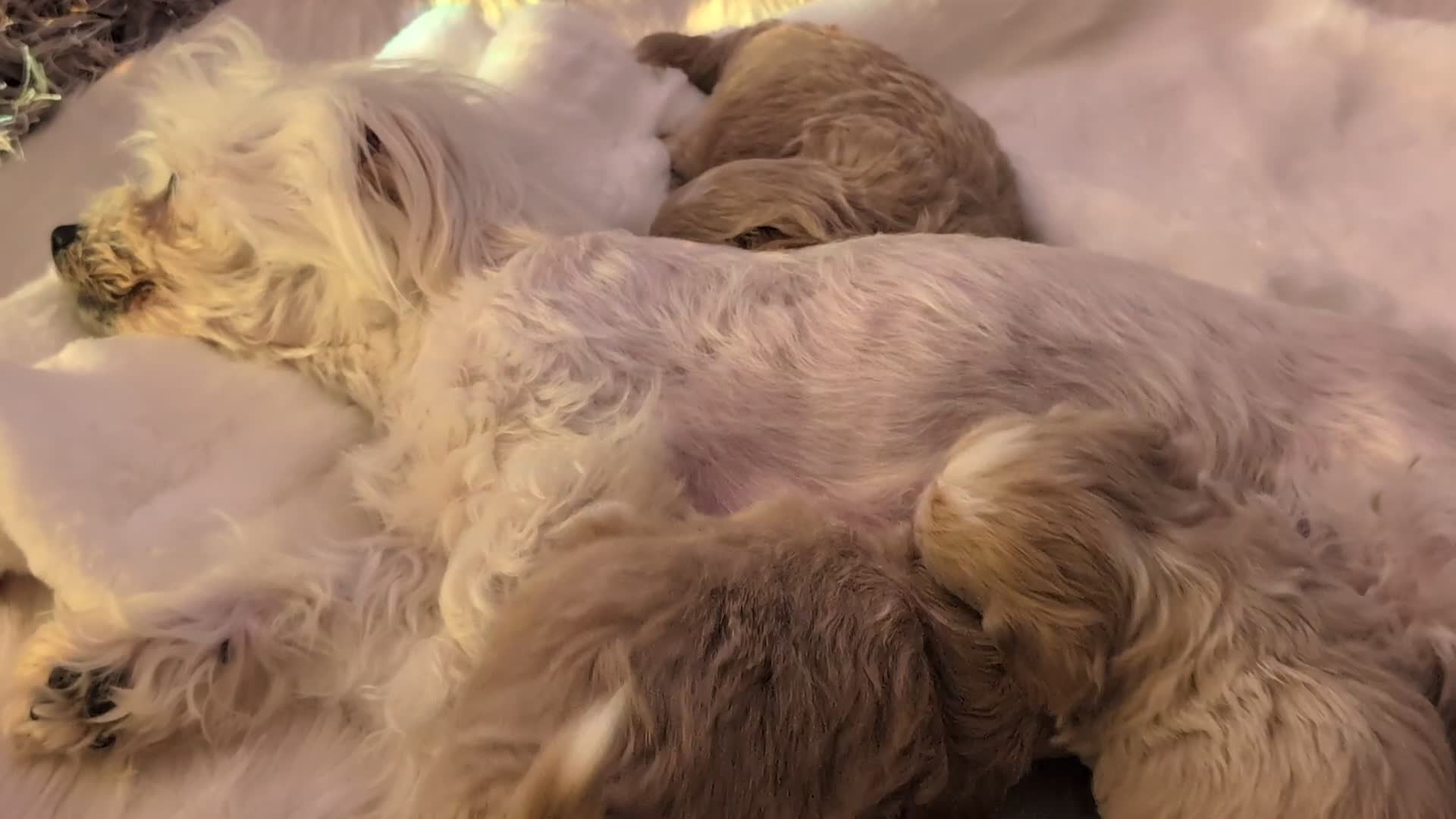 Maltipoo dogs for sale: Quality At it's Finest. From Ch Parents Multipoo - Video 1