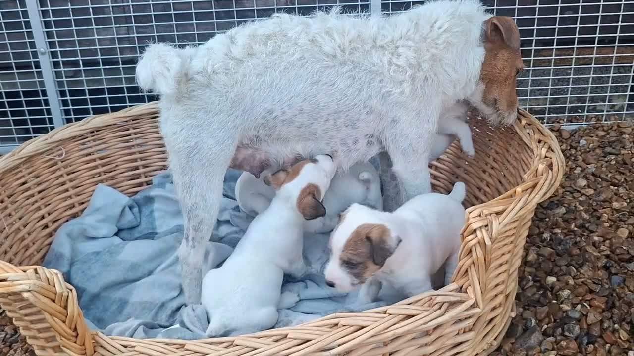 Jack Russell dogs for sale: Traditional Jack Russell Terrier pups - Video 1