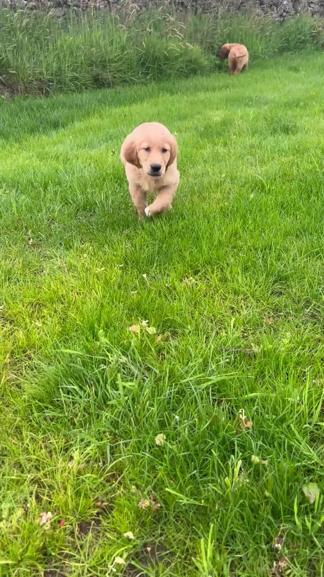 Golden Retriever dogs for sale: KC Field Golden Retriever Puppy  - Video 1
