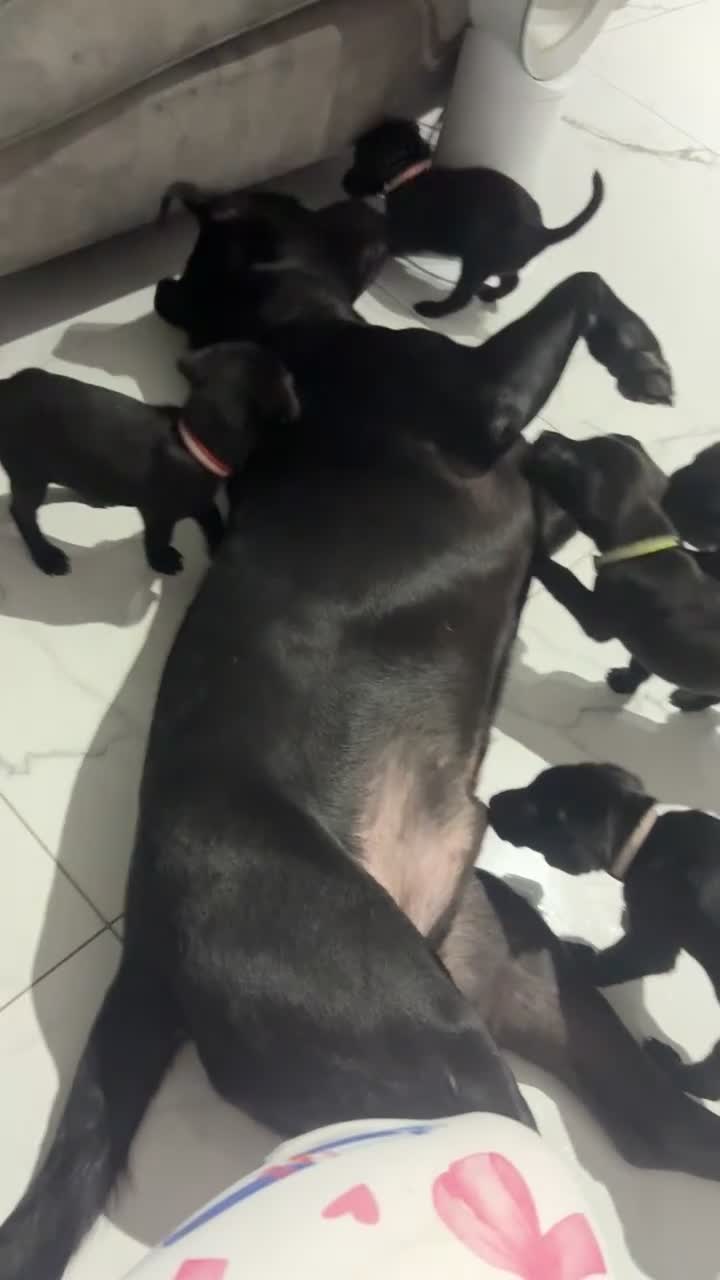 Labrador Retriever dogs for stud: Stud  - Video 1