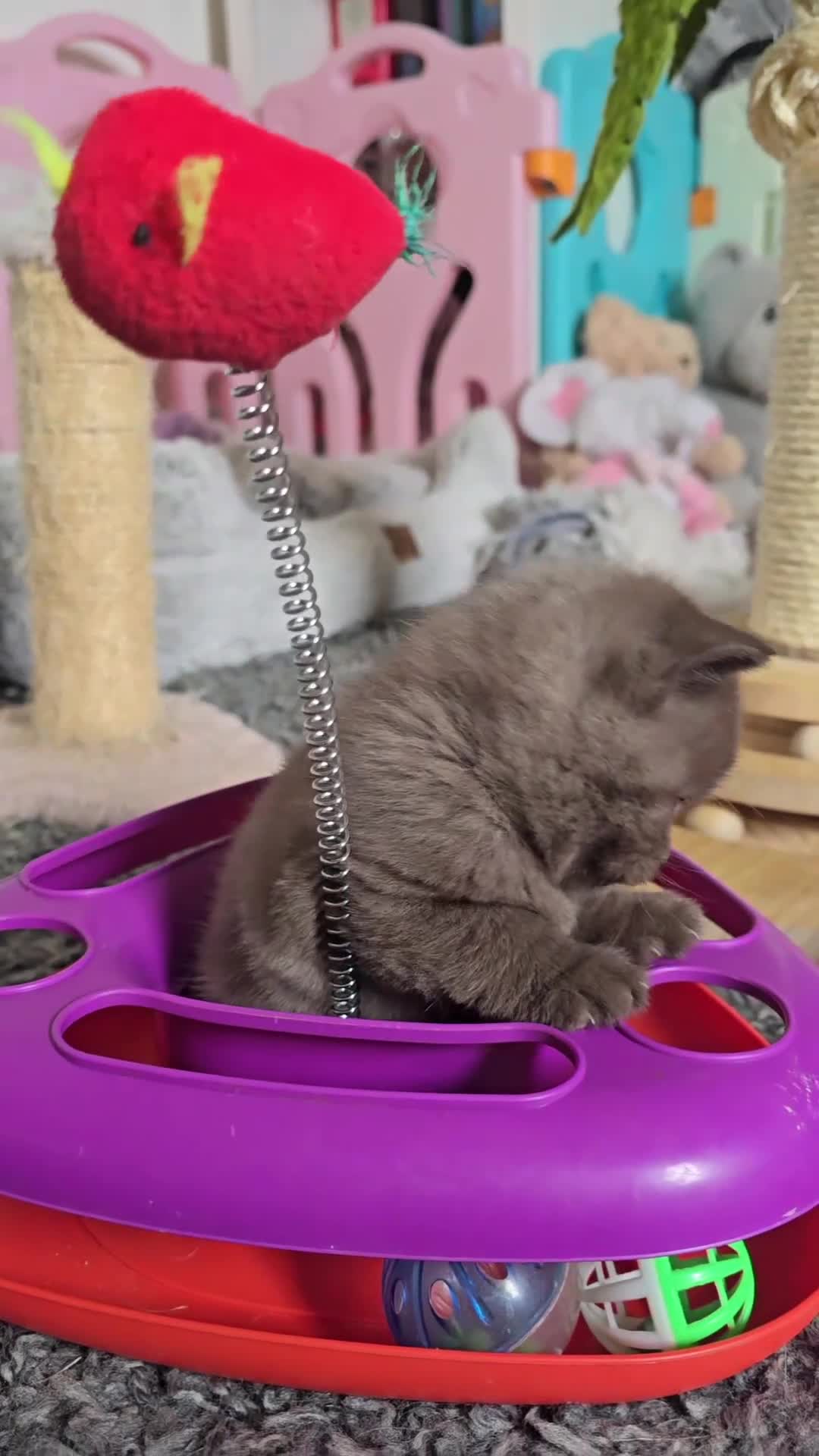 British Shorthair cats for sale: GCCF Champion line kittens - Video 2