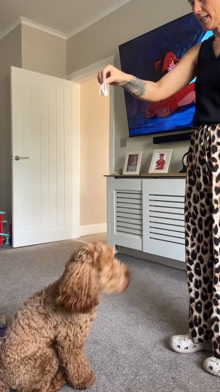 Cockapoo dogs for stud: Woody - Red F1 Cockapoo Available for Stud - Video 3