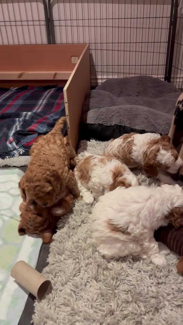 Cavapoo dogs for stud: F1 PROVEN Cavapoo DNA Clear stud in Stafford - Video 1