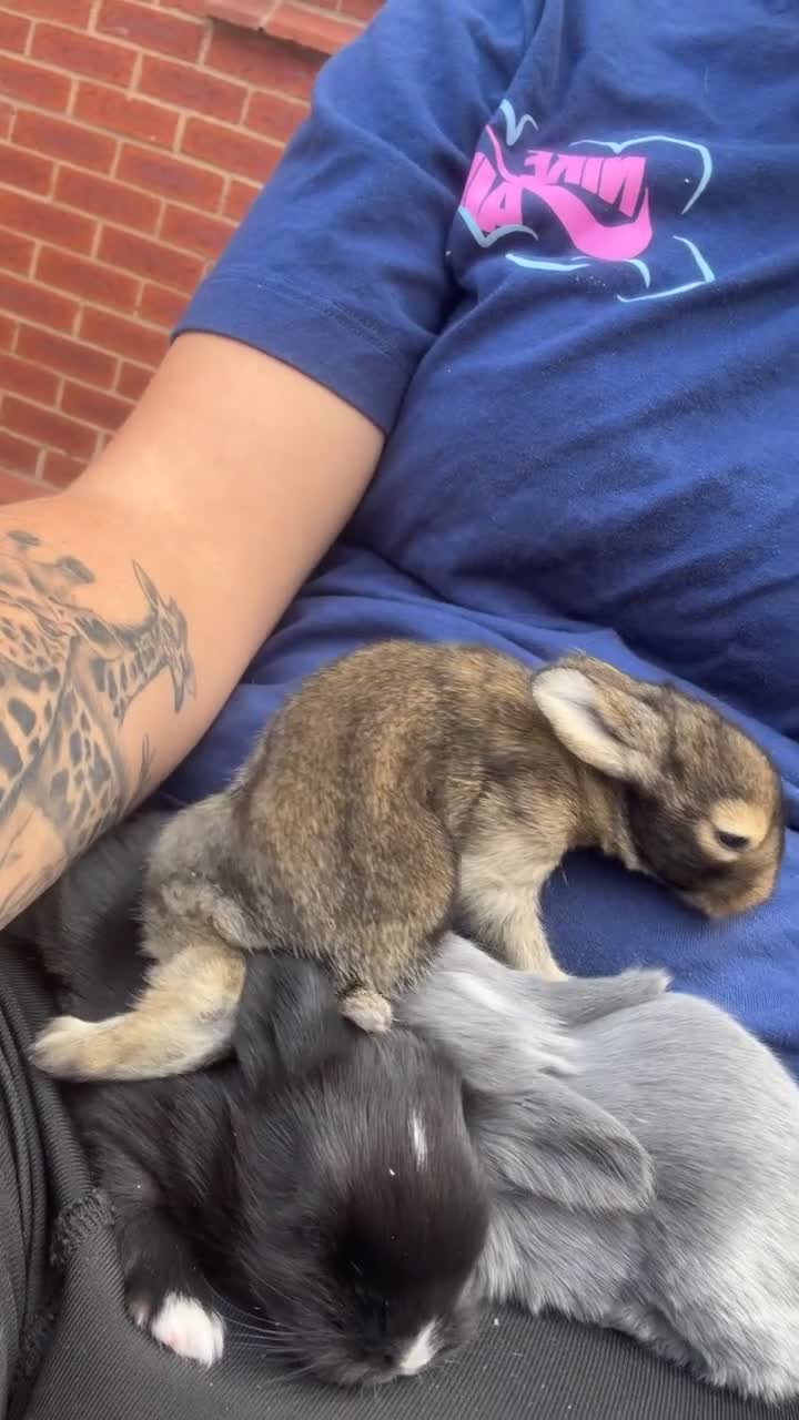 Mini Lion Lop rabbits for sale: Mini lion lops  - Video 1