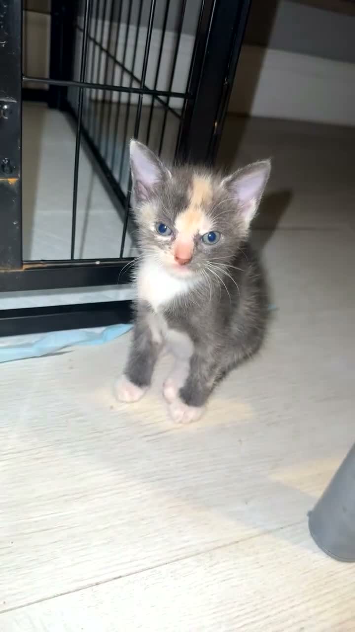 Mixed Breed cats for sale: Mixed kittens  - Video 1